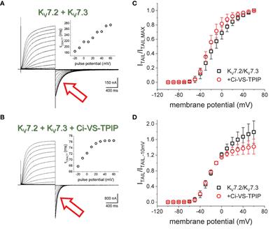 Modulation of KV7 Channel Deactivation by PI(4,5)P2